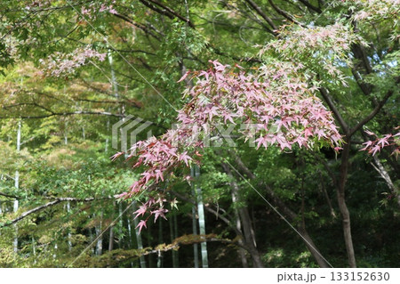 大阪神峯山大門寺の紅葉の始まり 133152630