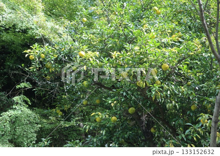 大阪神峯山大門寺の紅葉の始まり 133152632