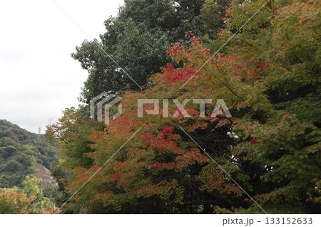 大阪神峯山大門寺の紅葉の始まり 大阪神峯山大門寺の紅葉の始まり 133152633