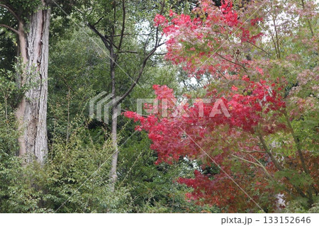 大阪神峯山大門寺の紅葉の始まり 133152646
