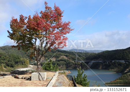 大阪神峯山大門寺の紅葉の始まり 133152671