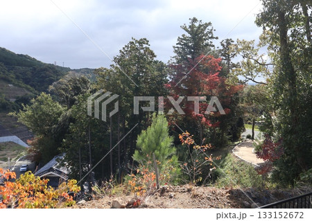 大阪神峯山大門寺の紅葉の始まり 大阪神峯山大門寺の紅葉の始まり 133152672