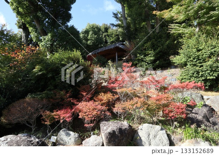 大阪神峯山大門寺の紅葉の始まり 133152689