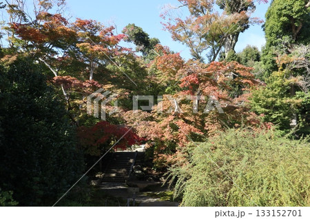 大阪神峯山大門寺の紅葉の始まり 大阪神峯山大門寺の紅葉の始まり 133152701