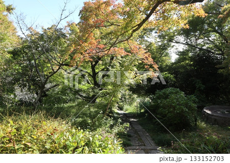 大阪神峯山大門寺の紅葉の始まり 133152703