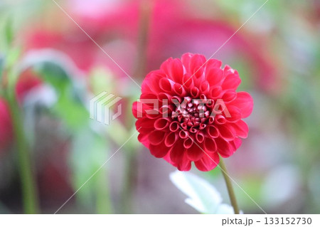 ダリアが綺麗に咲いています。 133152730