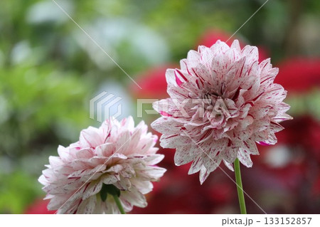 ダリアが綺麗に咲いています。 133152857