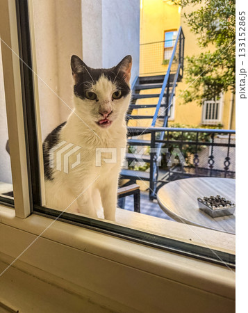 A close-up of a black and white cat sitting outside a window, gazing inside with curiosity. Perfect for pet, lifestyle, or domestic themes. High quality photo 133152865
