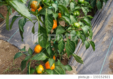 パプリカ 133152921