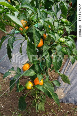 パプリカ 133152922