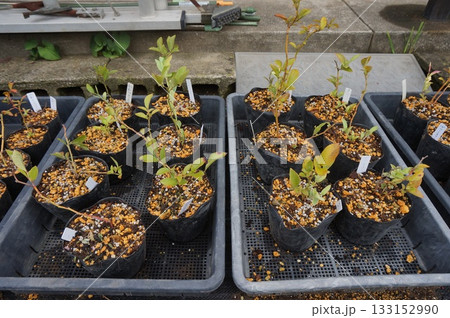 ブルーベリー挿し木 133152990