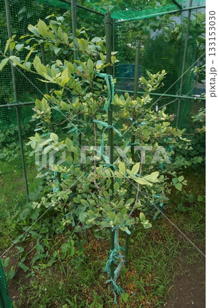 ブルーベリー 133153030