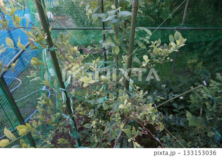 ブルーベリー ブルーベリー 133153036