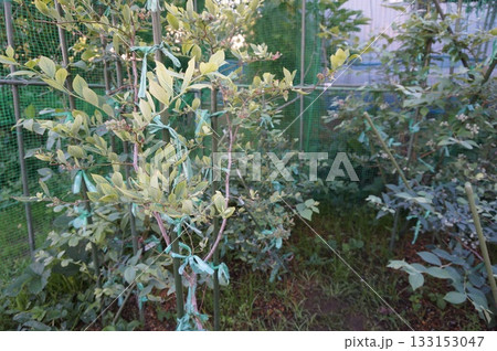 ブルーベリー 133153047