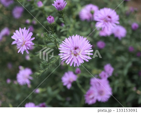 クジャクソウが綺麗に咲いています。 133153091