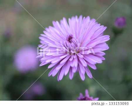 クジャクソウが綺麗に咲いています。 133153093