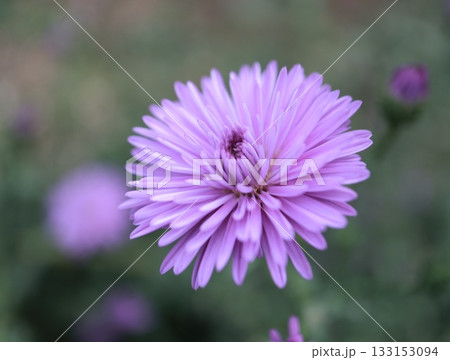 クジャクソウが綺麗に咲いています。 133153094