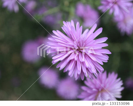 クジャクソウが綺麗に咲いています。 133153096