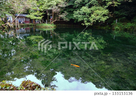 透明な水を湛える佐野弁天池 133153136