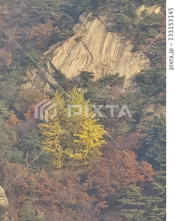 autumn landscape with a tree autumn landscape with a tree 133153145