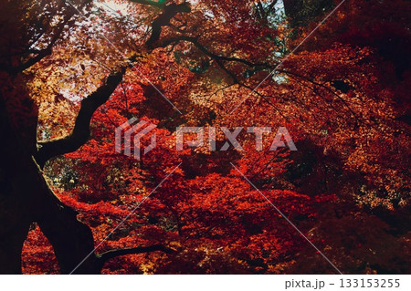 真っ赤な紅葉 真っ赤な紅葉 133153255