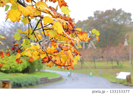 古河総合公園の初秋の風景 133153377