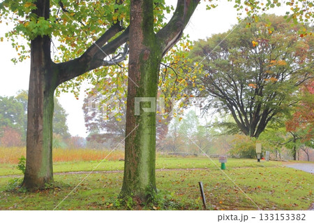 古河総合公園の初秋の風景 133153382