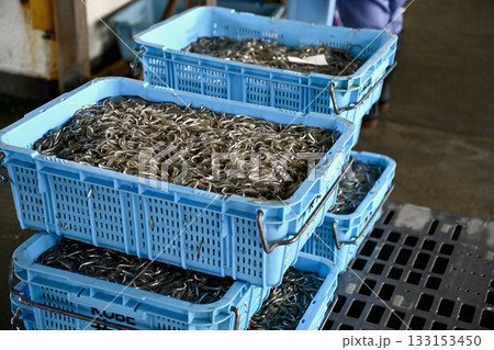 年々不漁が続く神戸垂水のいかなご漁 133153450
