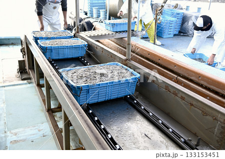 年々不漁が続く神戸垂水のいかなご漁 133153451
