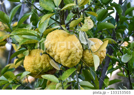 獅子柚子　Citrus maxima 133153503
