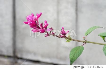 カリカルパ・アクミナタの紫色の小花【シソ科】 カリカルパ・アクミナタの紫色の小花【シソ科】 133153607