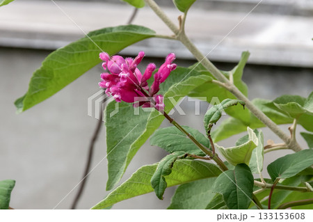 カリカルパ・アクミナタの紫色の小花【シソ科】 カリカルパ・アクミナタの紫色の小花【シソ科】 133153608