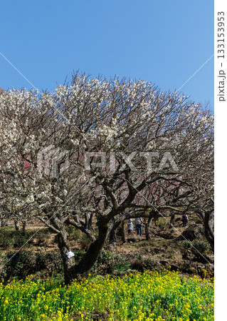 青空に映える白梅 133153953