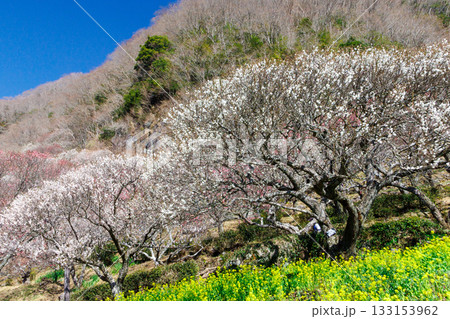 白梅のある風景 白梅のある風景 133153962