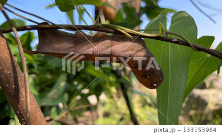 ススメガの幼虫 133153984