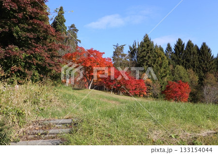 紅葉の始まった木々と小道 133154044