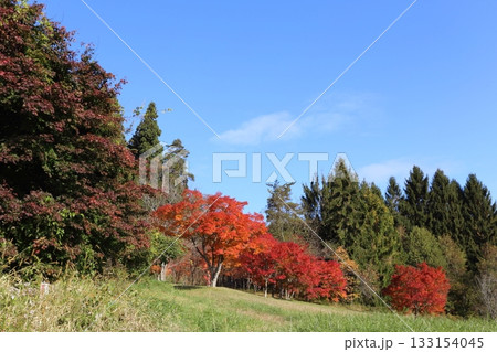 紅葉の始まった木々と小道 133154045