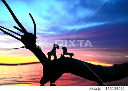 お馬の恋の物語・楽園の朝 133154061