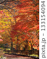 色づいた木々のトンネル 色づいた木々のトンネル 133154094