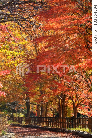 色づいた木々のトンネル 色づいた木々のトンネル 133154094