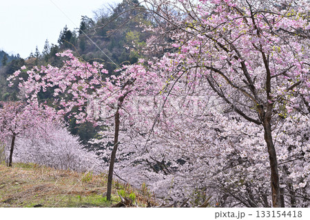 枝垂れ八重桜　虎山千本桜　山里の春　東秩父村 133154418