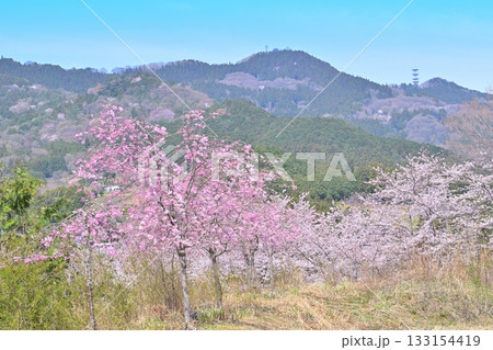 虎山千本桜からの眺め　山里の春　東秩父村 133154419