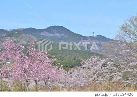 虎山千本桜からの眺め　山里の春　東秩父村 133154420