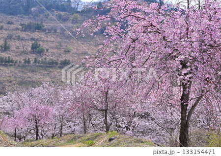 枝垂れ八重桜 虎山千本桜 山里の春 東秩父村 枝垂れ八重桜 虎山千本桜 山里の春 東秩父村 133154471