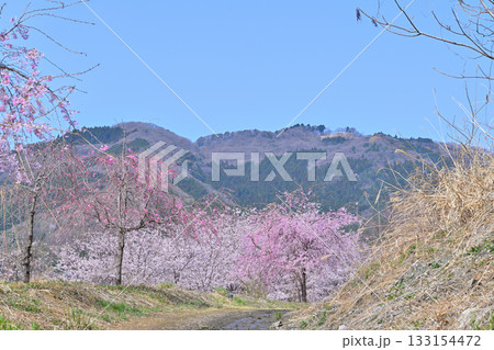 虎山千本桜からの眺め 山里の春 東秩父村 虎山千本桜からの眺め 山里の春 東秩父村 133154472
