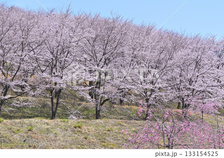 満開の虎山千本桜 山里の春 東秩父村 満開の虎山千本桜 山里の春 東秩父村 133154525