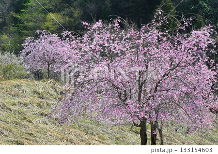 枝垂れ八重桜　虎山千本桜　山里の春　東秩父村 133154603