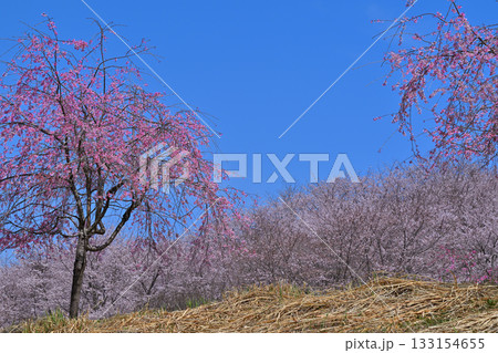 青空に映える　満開の虎山千本桜　山里の春　東秩父村 133154655