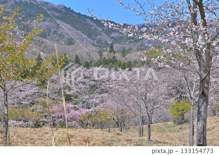 満開の虎山千本桜　山里の春　東秩父村 133154773