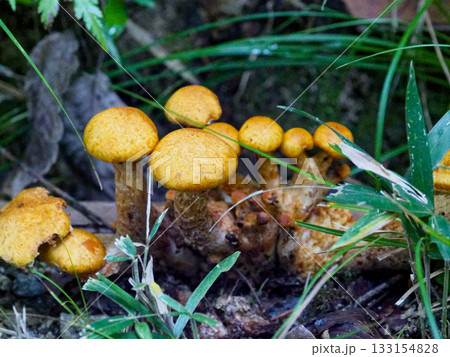 フウセンタケ科オオワライタケの老菌群生 133154828